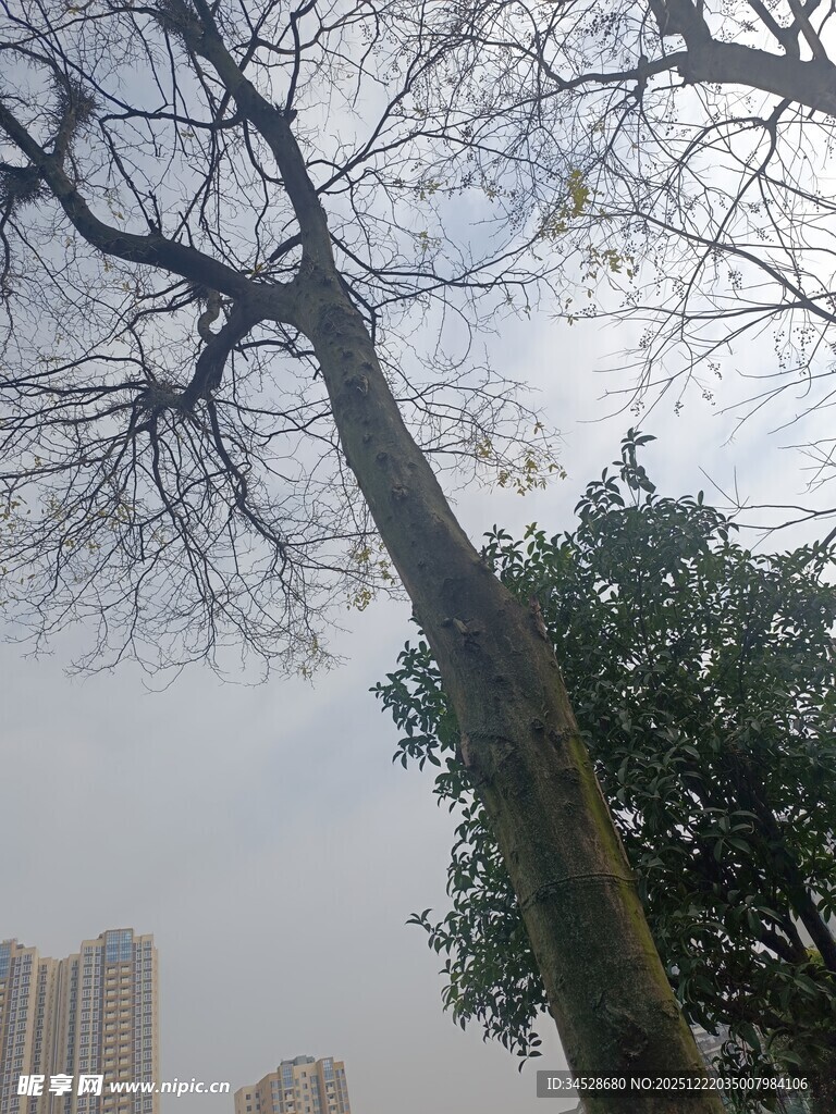 冬日枯树与城市建筑景观