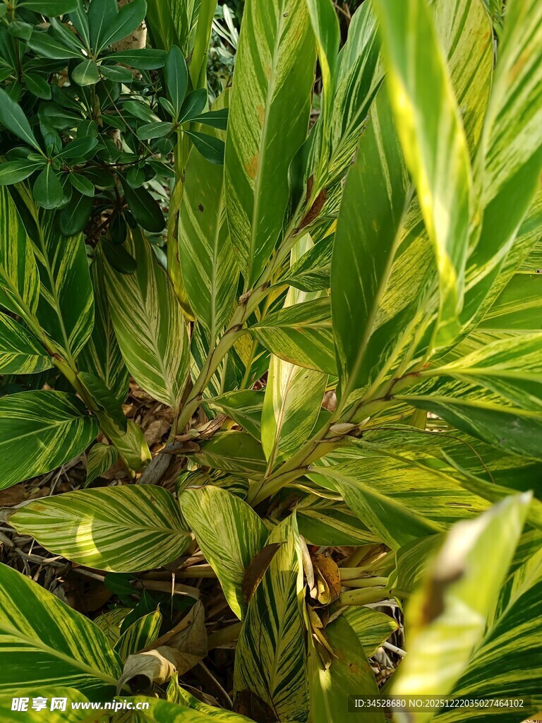 翠绿斑斓的植物叶片特写