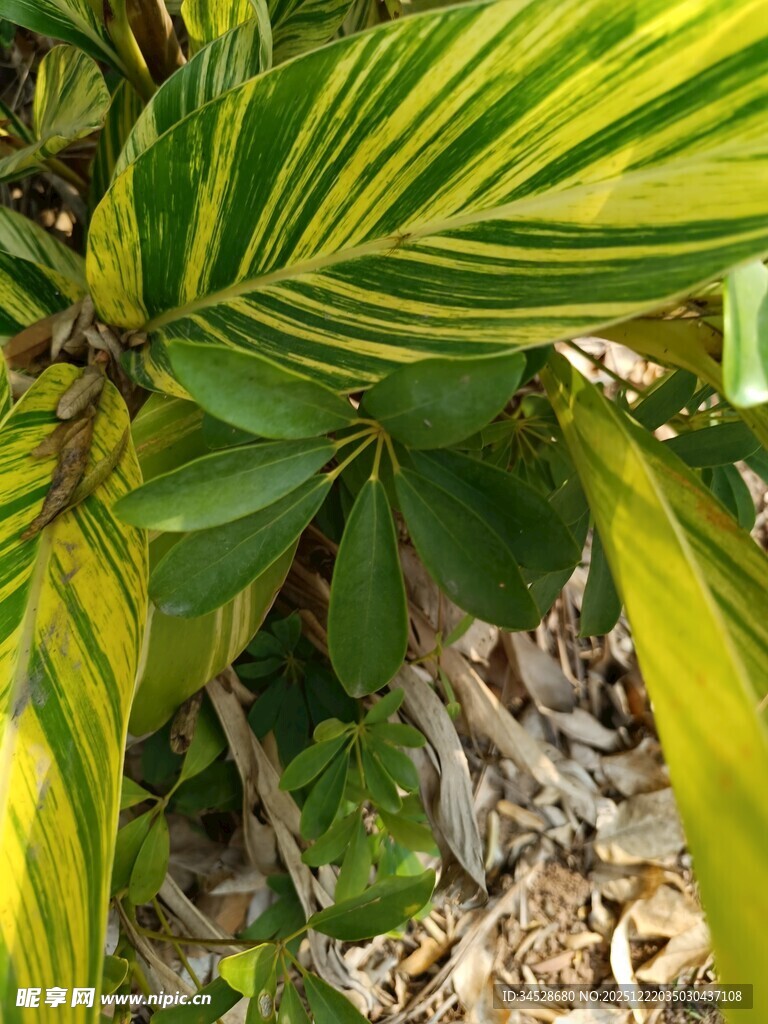黄绿条纹叶片的植物