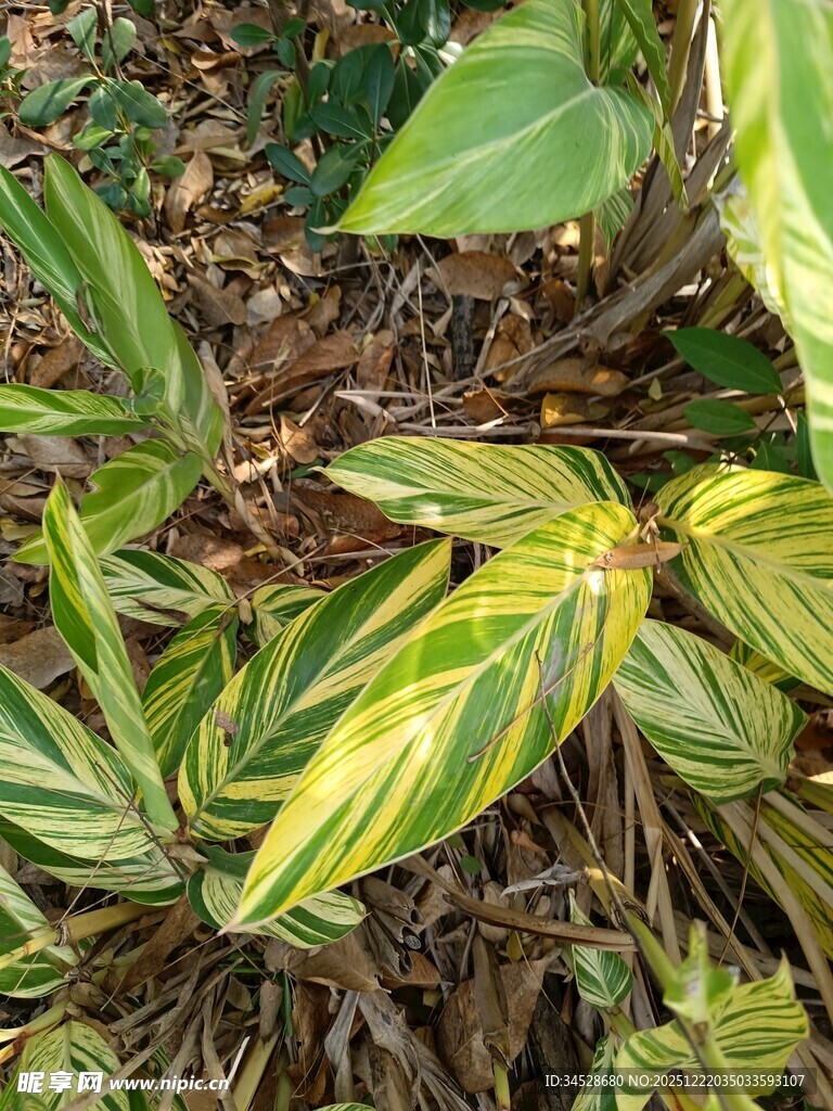 黄绿相间叶片的植物