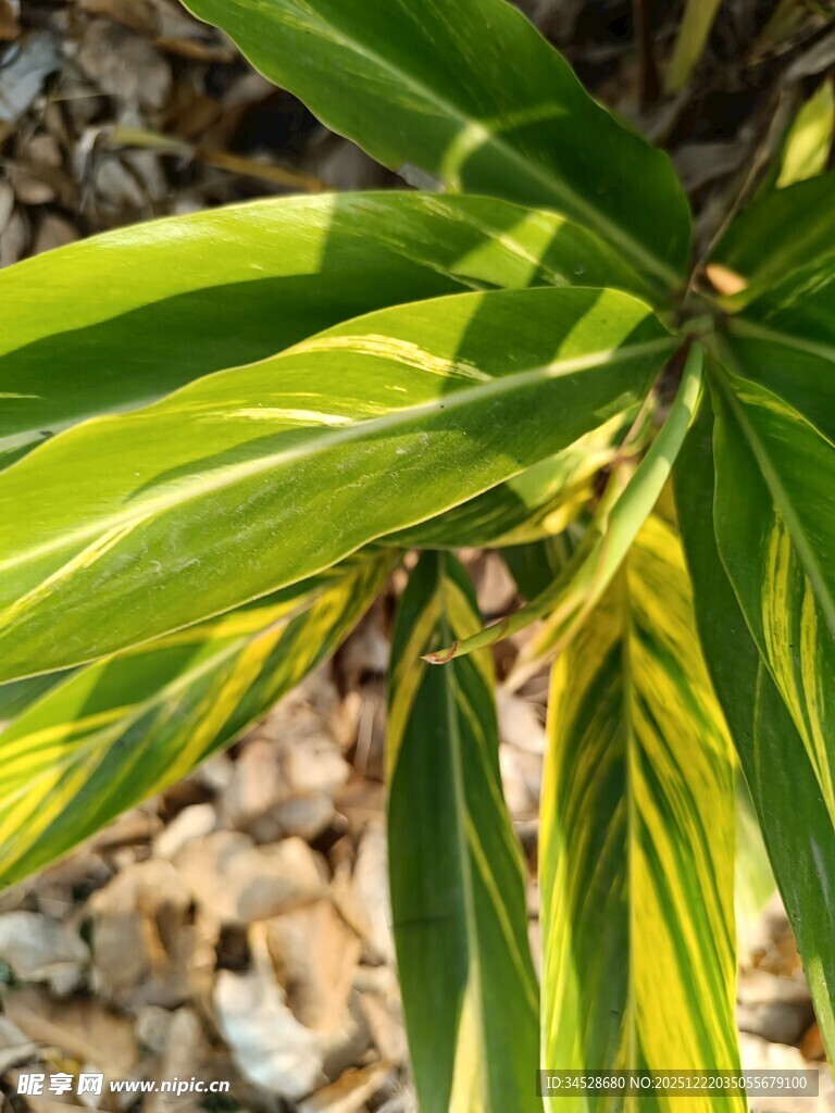 翠绿斑斓的植物叶片特写