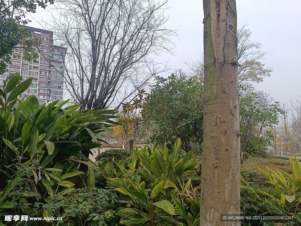 户外绿植与树木景观