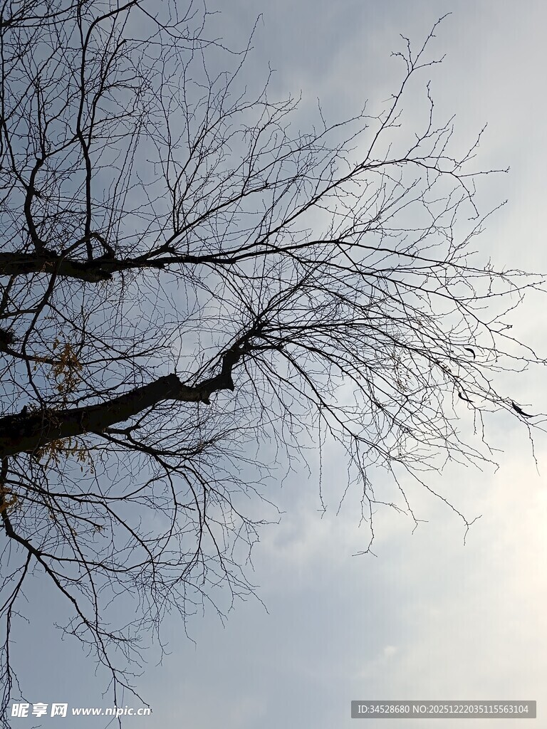 冬日枯树与天际