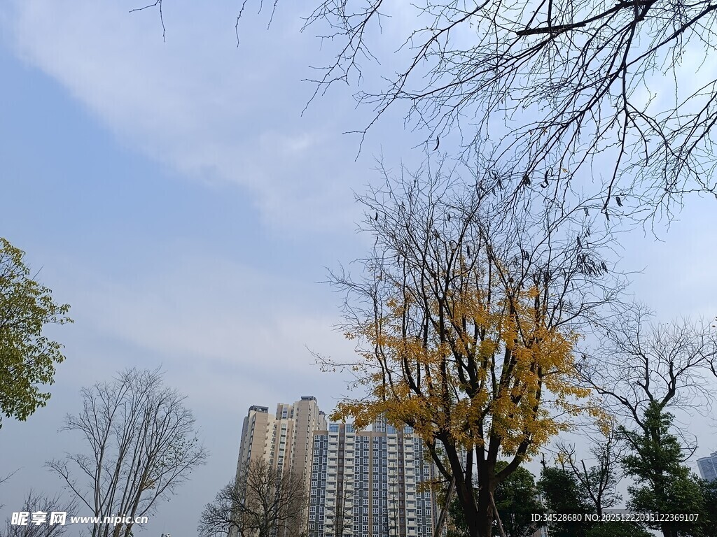 秋日树梢下的高楼景致