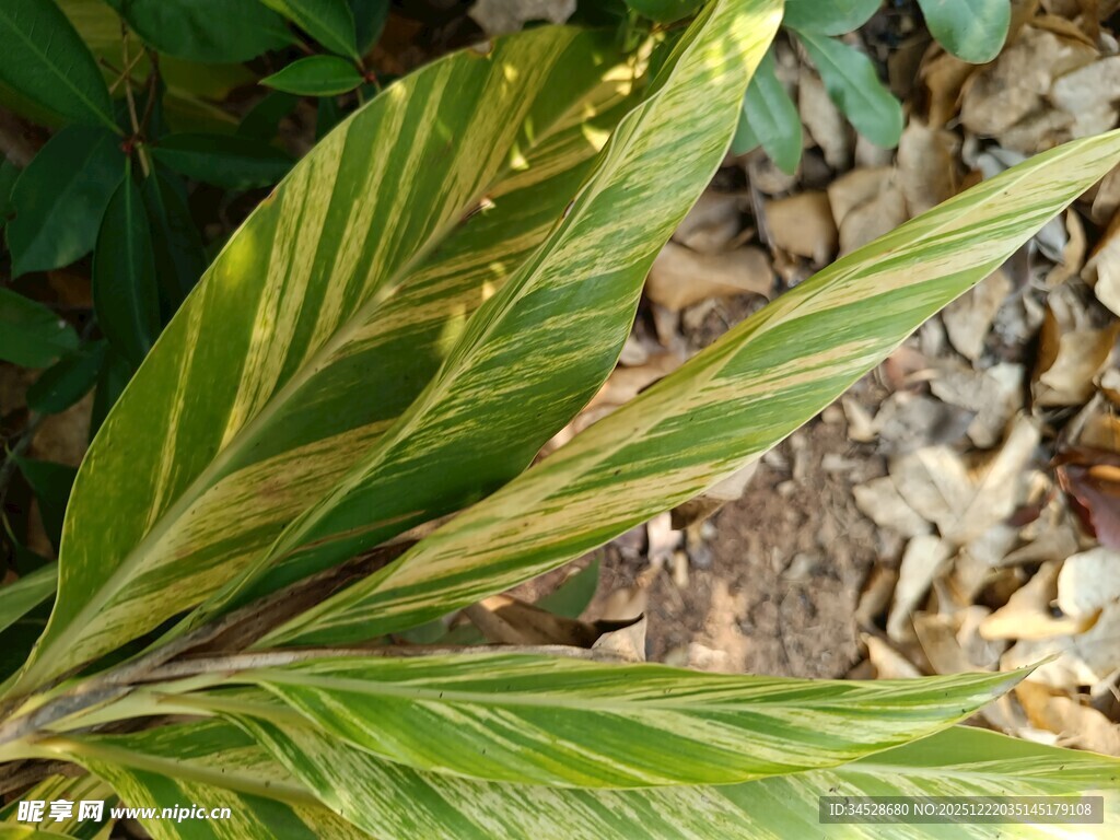黄绿相间的独特叶片植物
