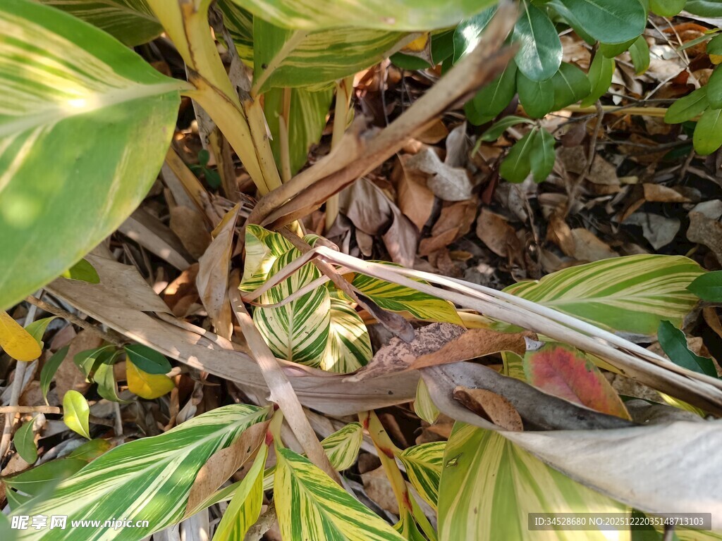 黄绿相间的斑斓植物叶片