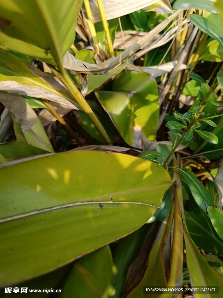 阳光下的翠绿植物叶片