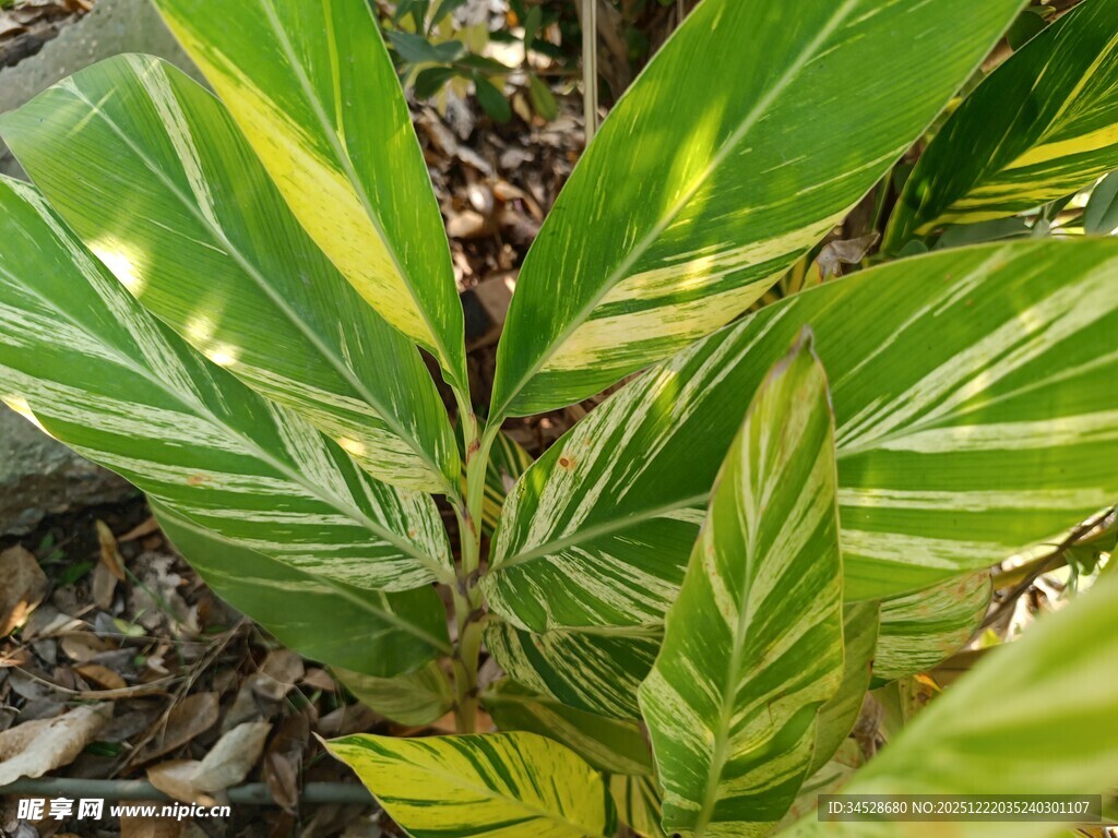 斑斓条纹绿植特写