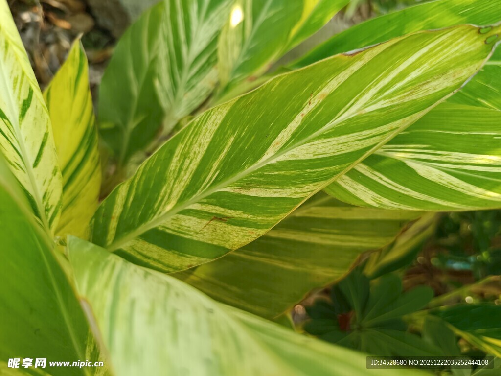 斑斓条纹绿植特写