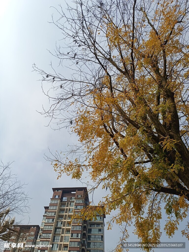 秋日银杏与高楼