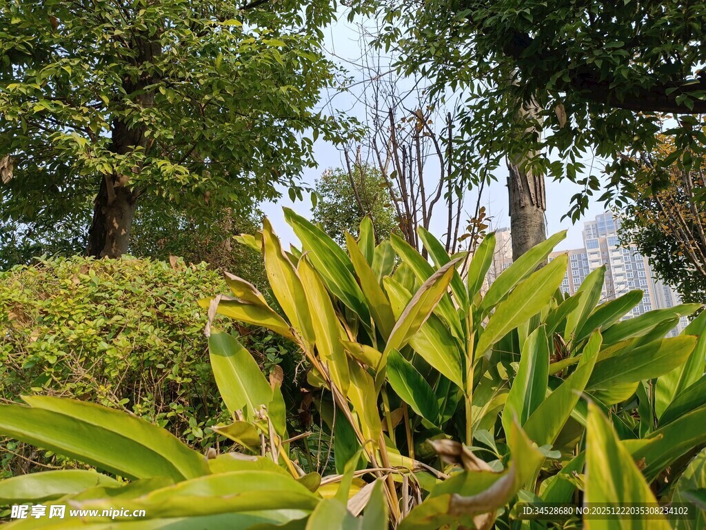 翠绿植物与繁茂树木景观