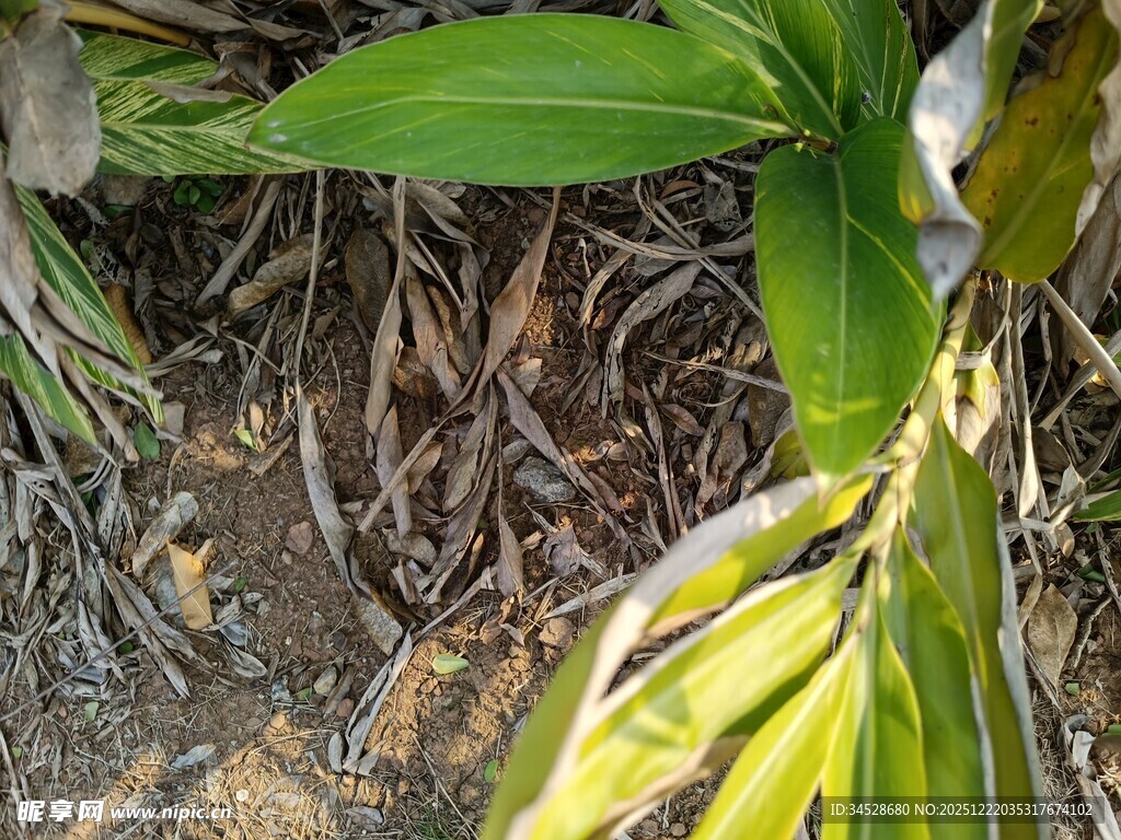 植物根部与绿叶特写