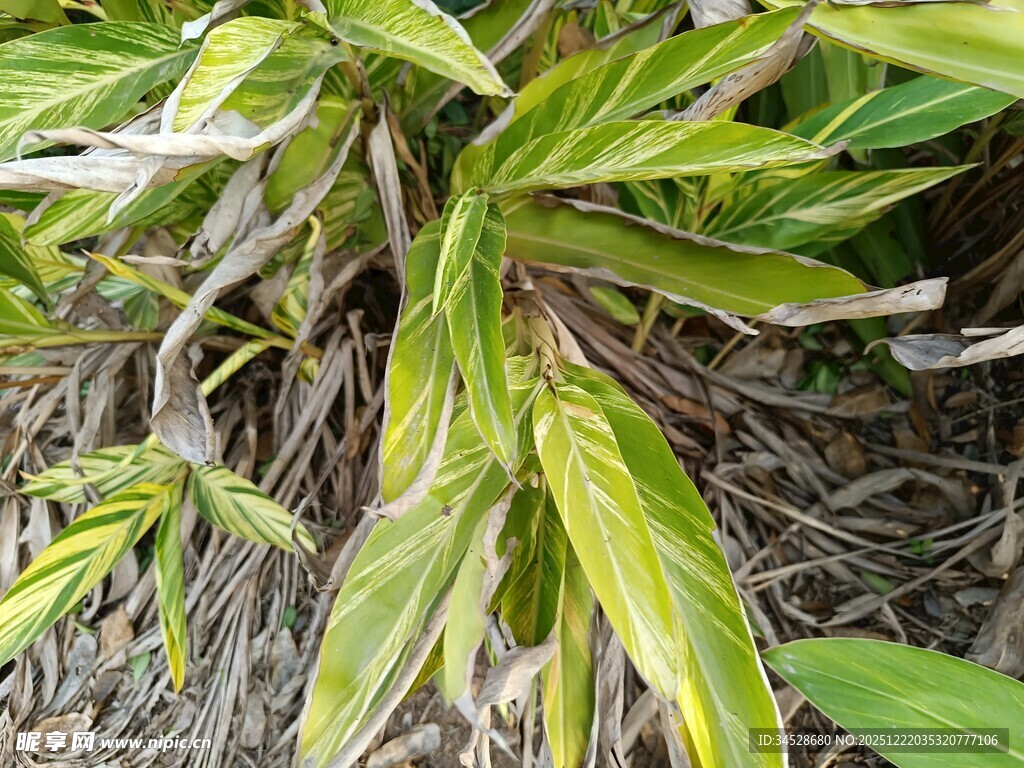黄绿相间的叶片植物