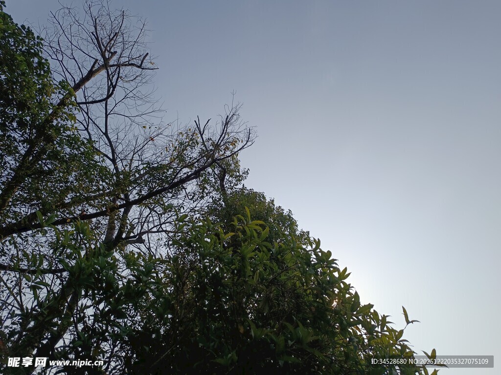 树梢上的蓝天与飞鸟