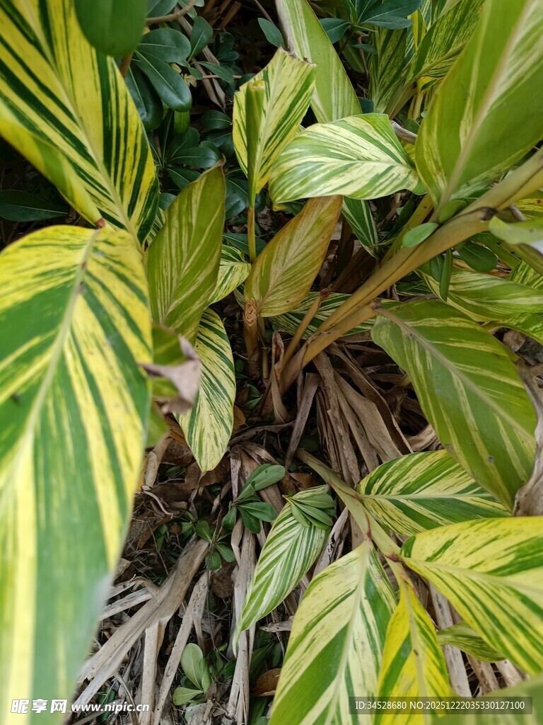 黄绿相间叶片的植物