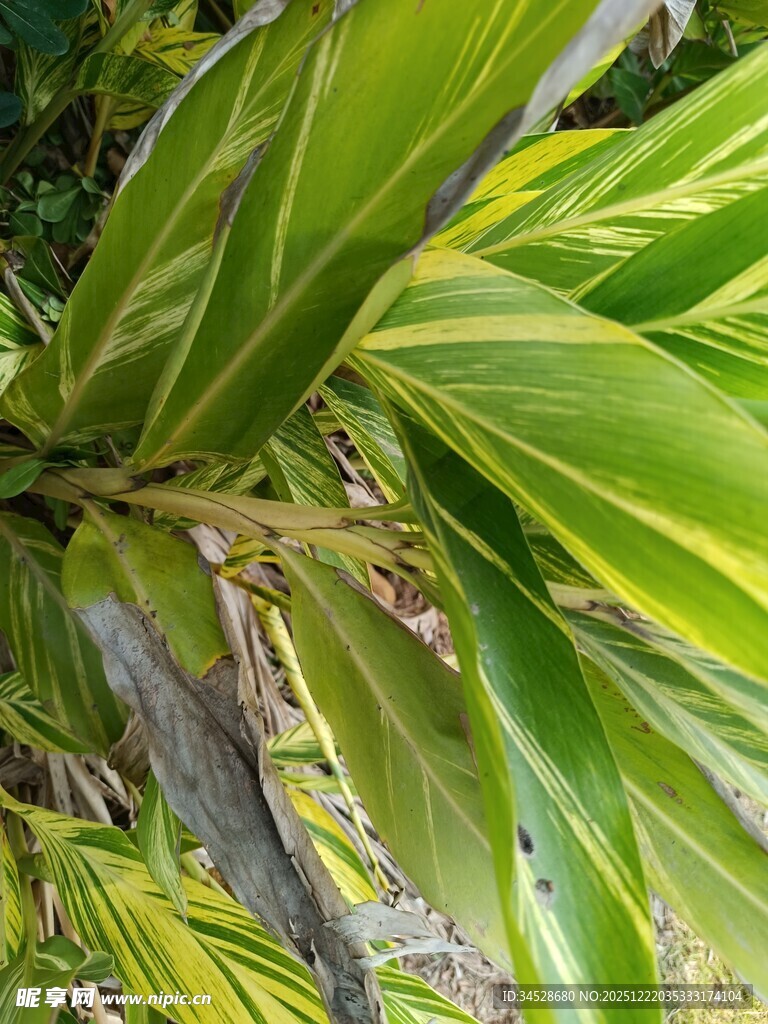 翠绿斑斓的热带植物叶片