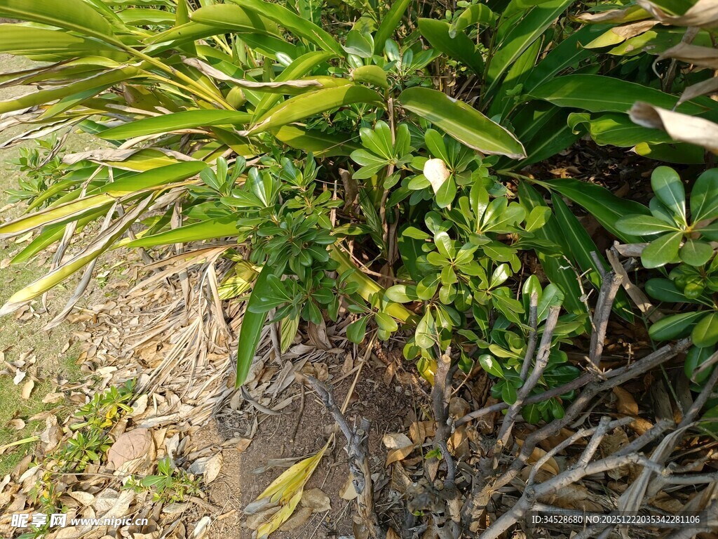 翠绿植物近景特写