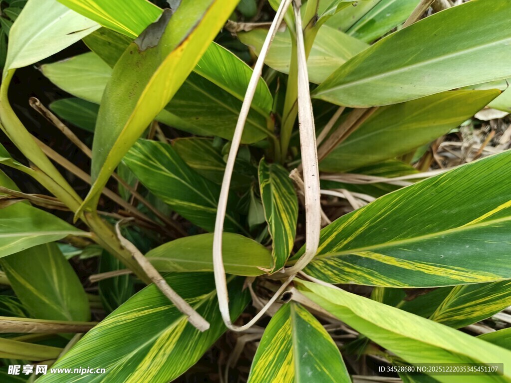 斑斓叶片植物特写