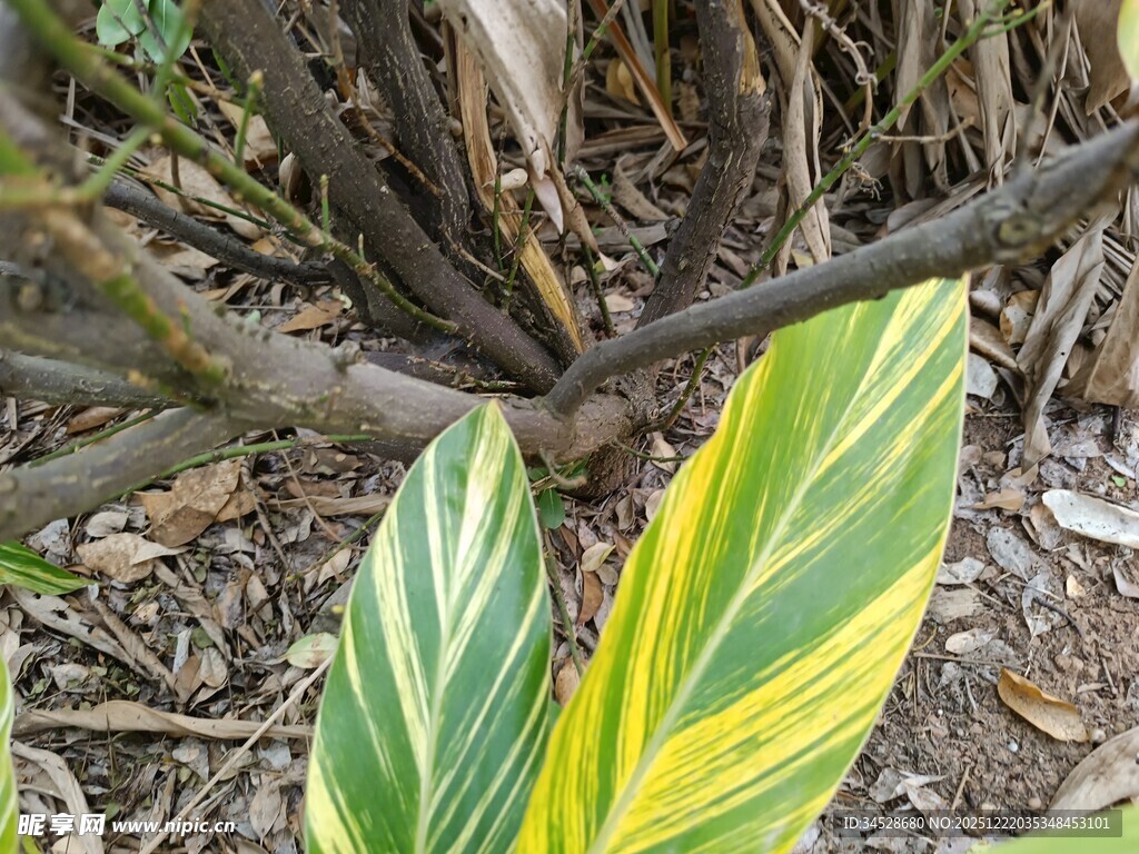 黄绿斑纹叶片的植物特写