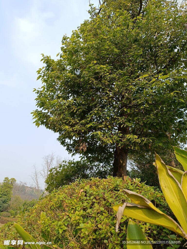 茂盛绿树与周边绿植景观