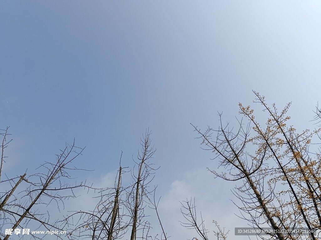 蓝天映衬下的枯树枝