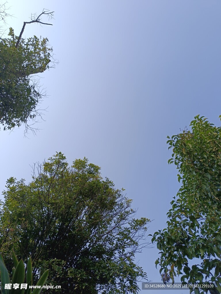 仰视绿树蓝天