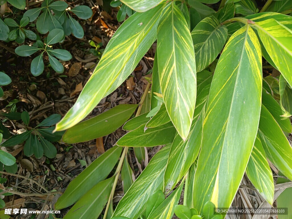 黄绿条纹叶片的绿色植物