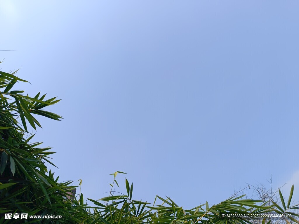 蓝天映衬下的翠绿竹叶