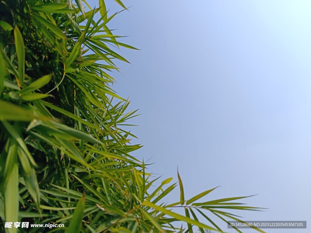 翠绿竹叶映蓝天