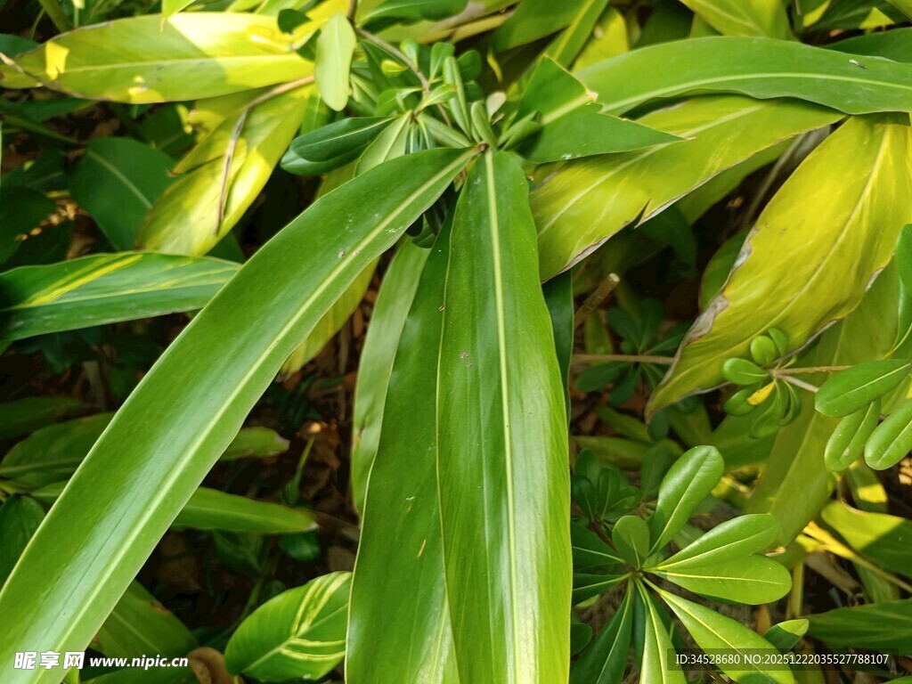 翠绿舒展的蓬勃植物叶片