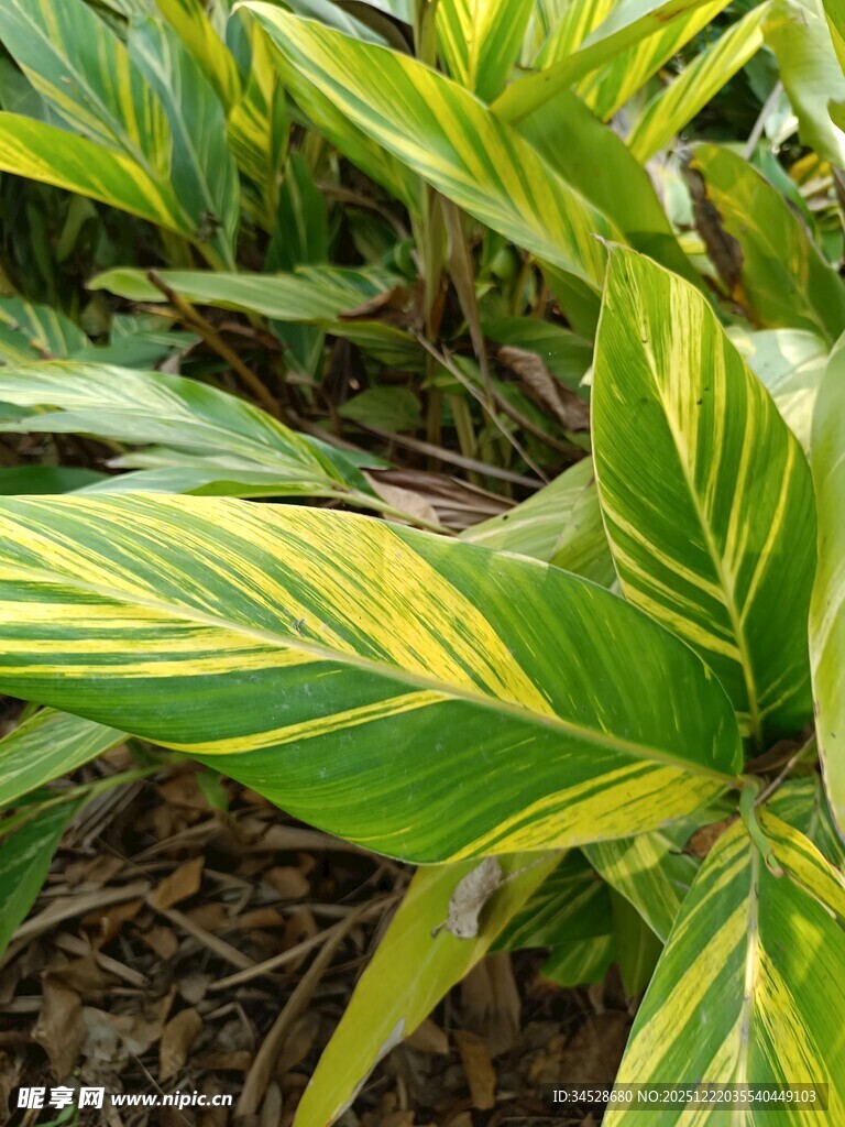 黄绿相间斑纹植物叶片
