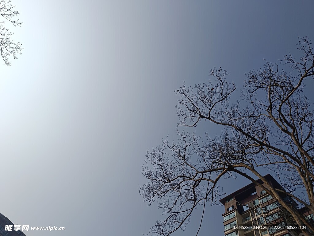 冬日光秃树枝与晴朗天空