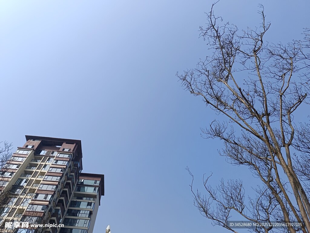 高楼旁的光秃树木