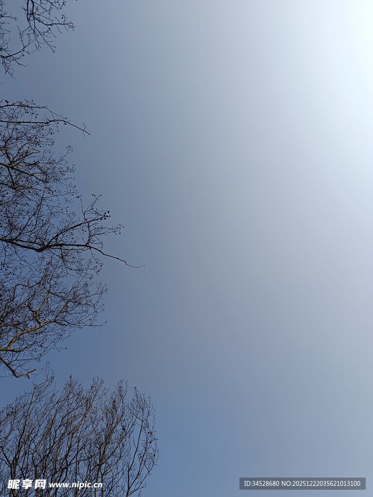 冬日光秃树枝与晴朗天空