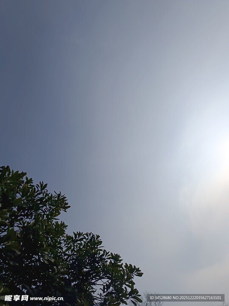 阳光下的绿树与天空