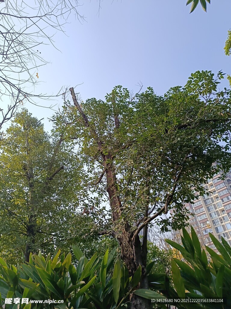 繁茂绿树与周边绿植景观