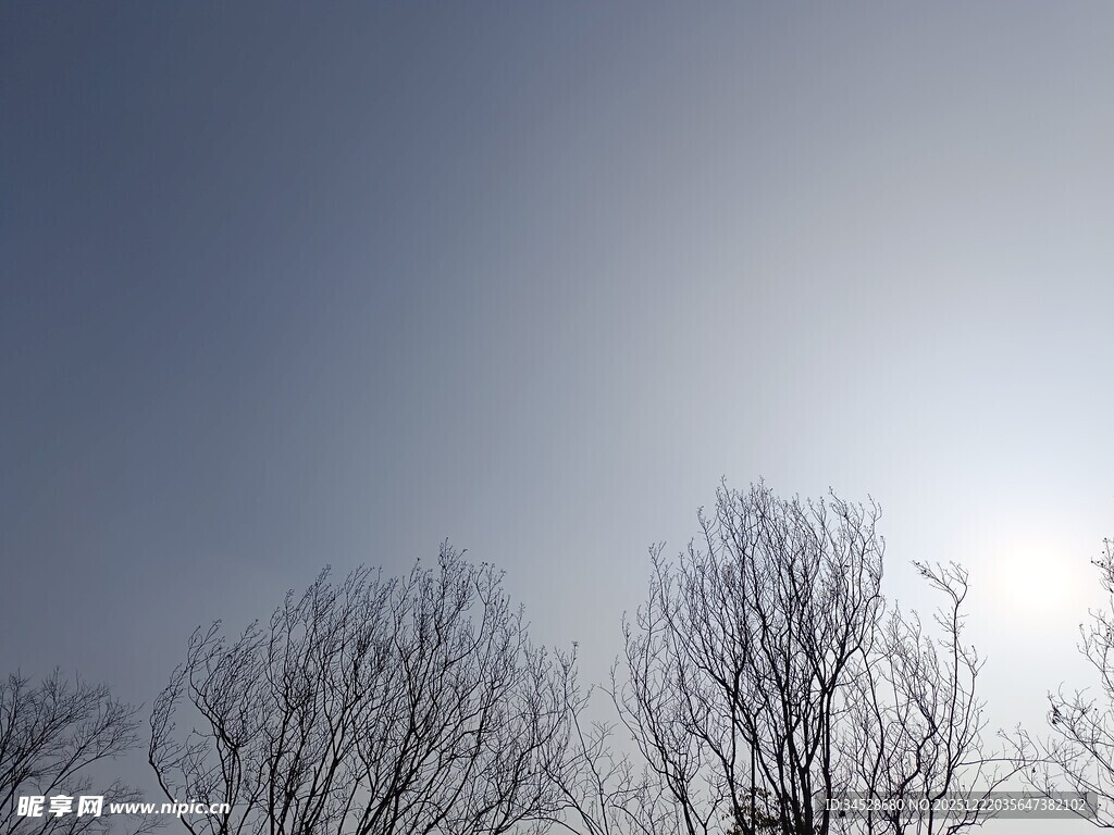 冬日枯树与晴朗天空