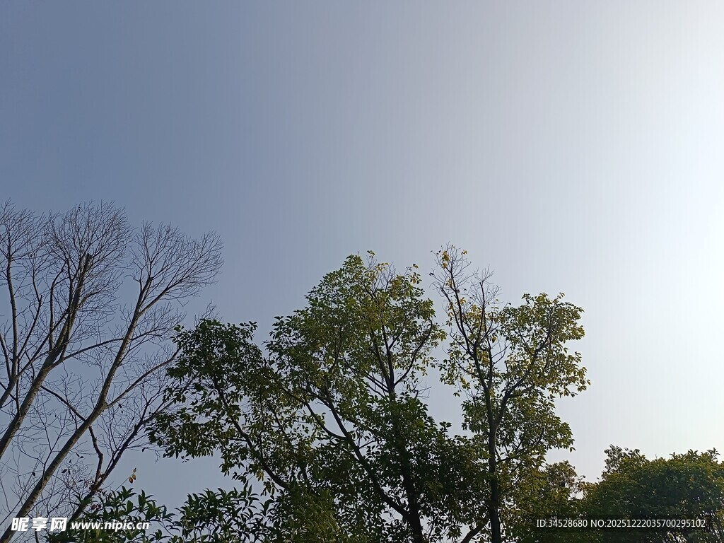 阳光下的树木与蓝天