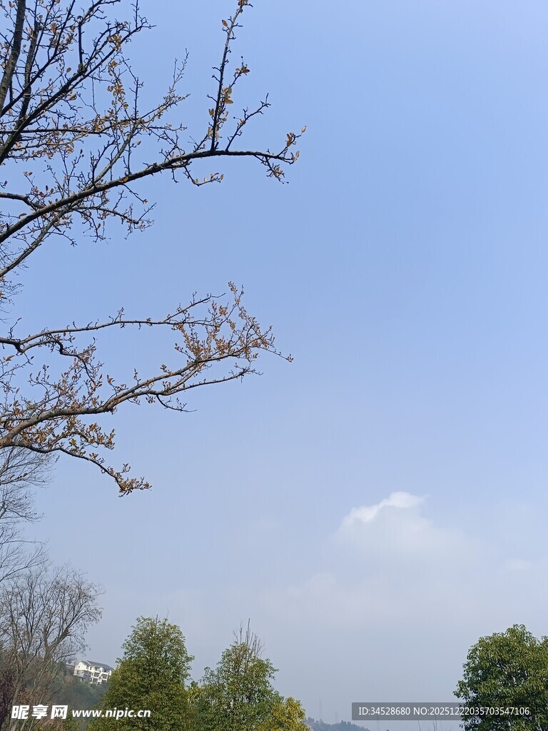 蓝天树枝下的自然景致