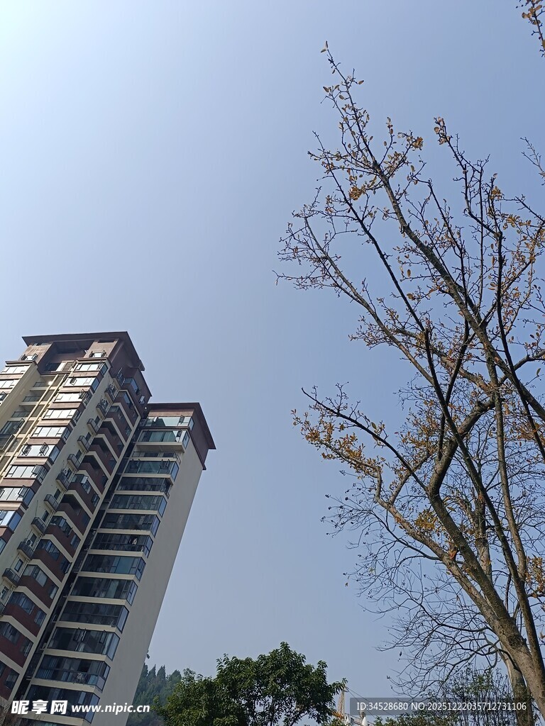 高楼旁的光秃树木