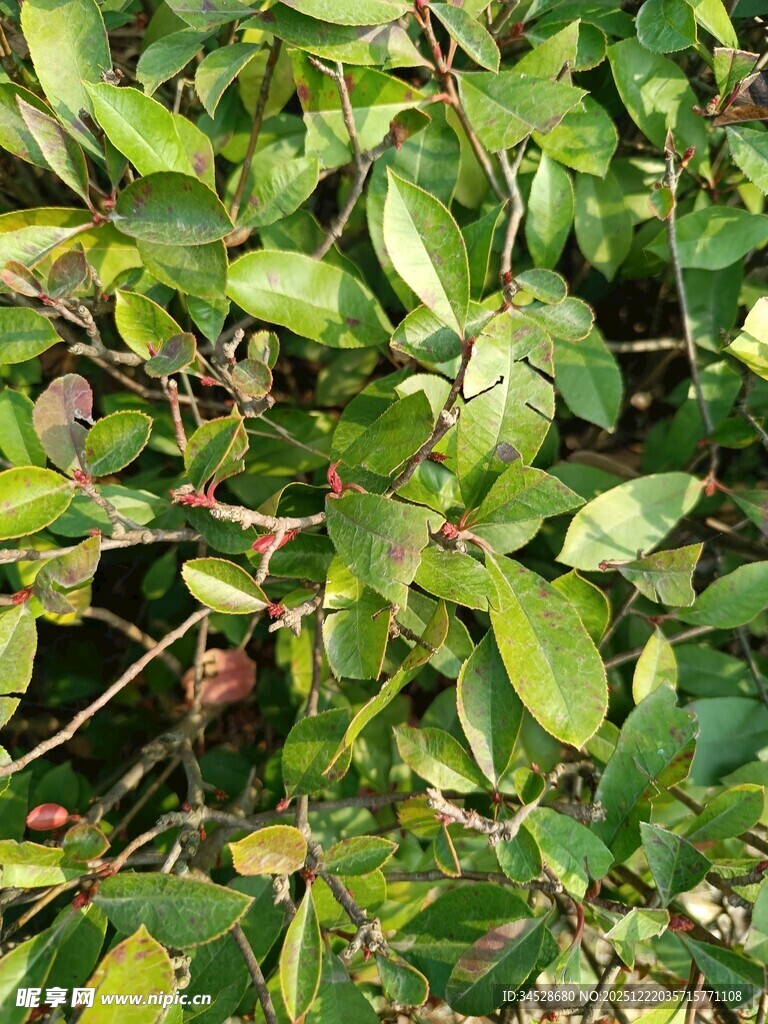 绿叶间的果实与繁茂枝叶