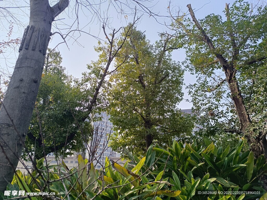 林间树木与繁茂植被景观