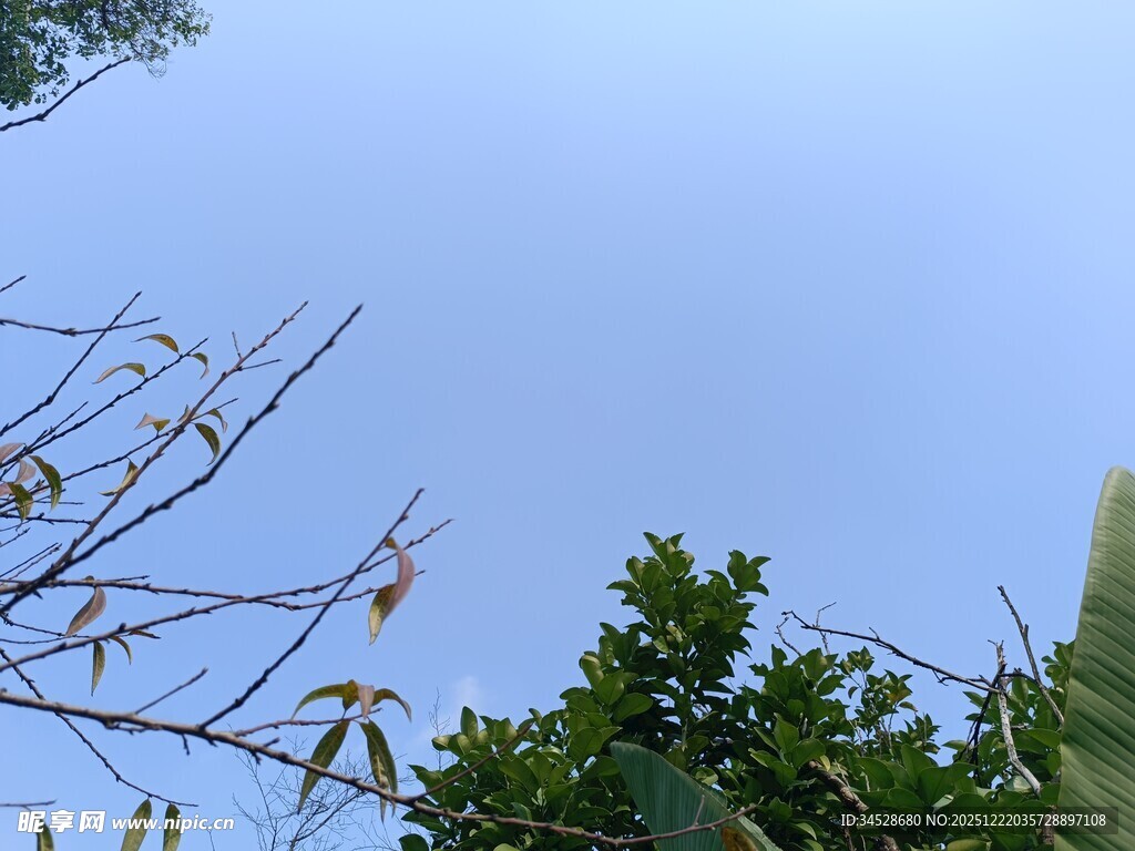 蓝天映衬下的枝叶