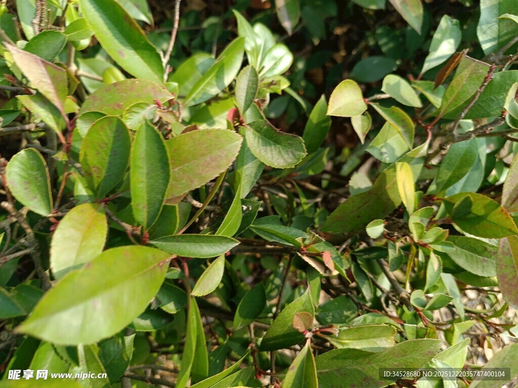 翠绿繁茂的蔓生植物