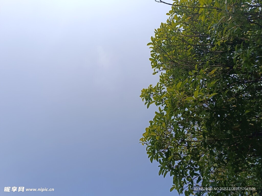 蓝天绿树的清新景致