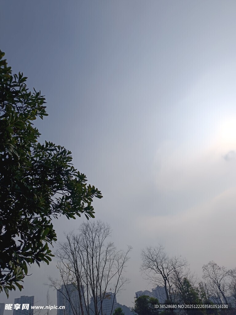 城市树梢间的朦胧天空