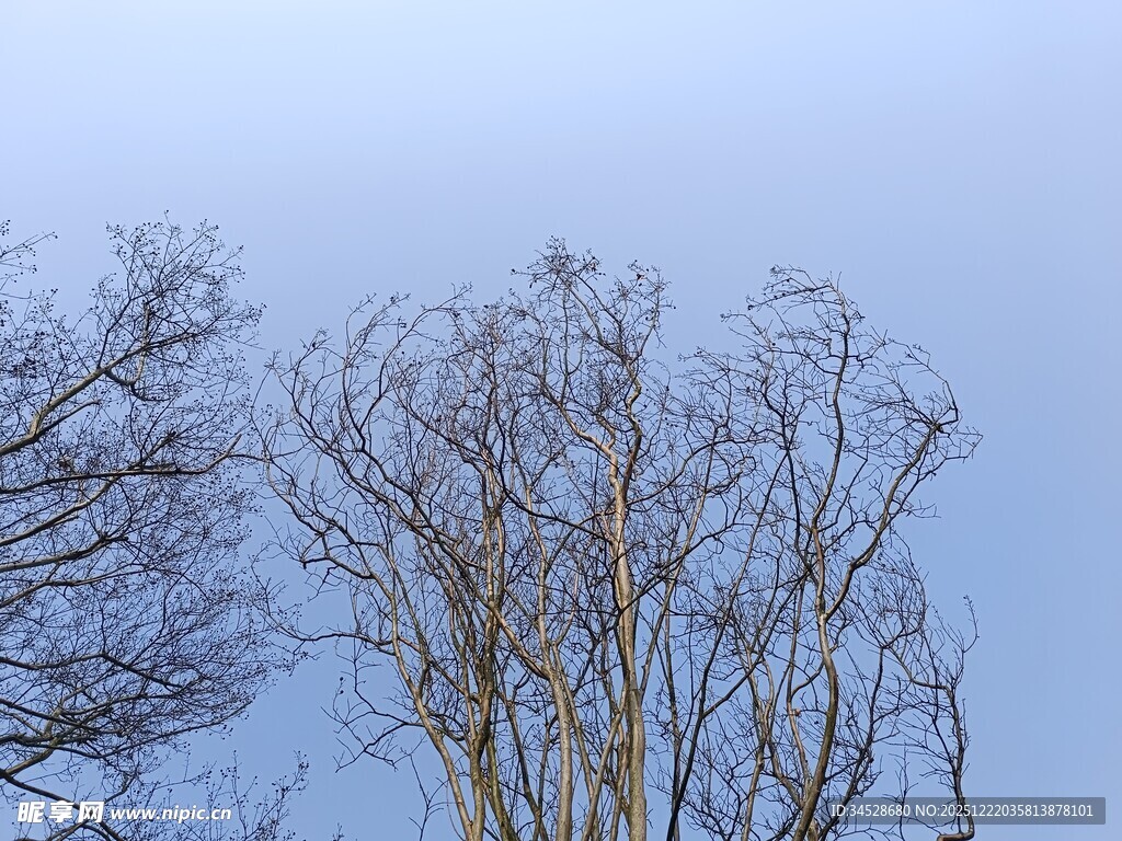 冬日光秃树木与蓝天