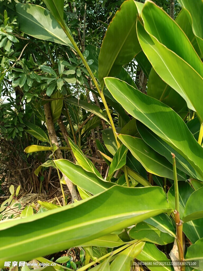 翠绿舒展的植物叶片