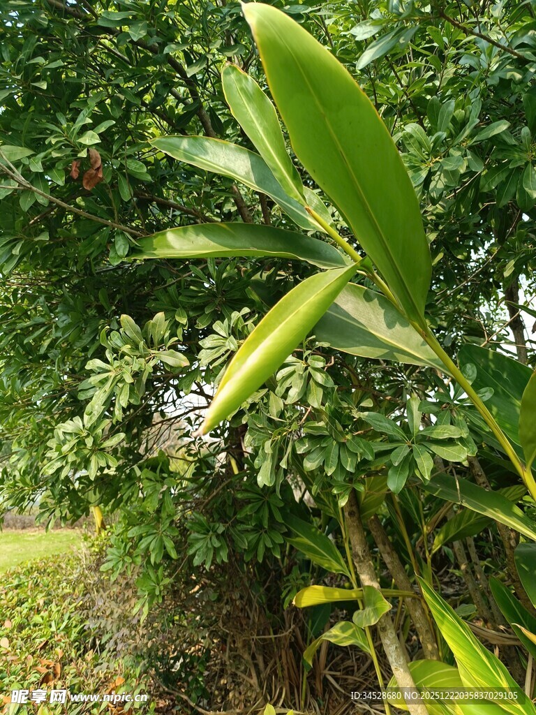 翠绿竹叶与繁茂植被