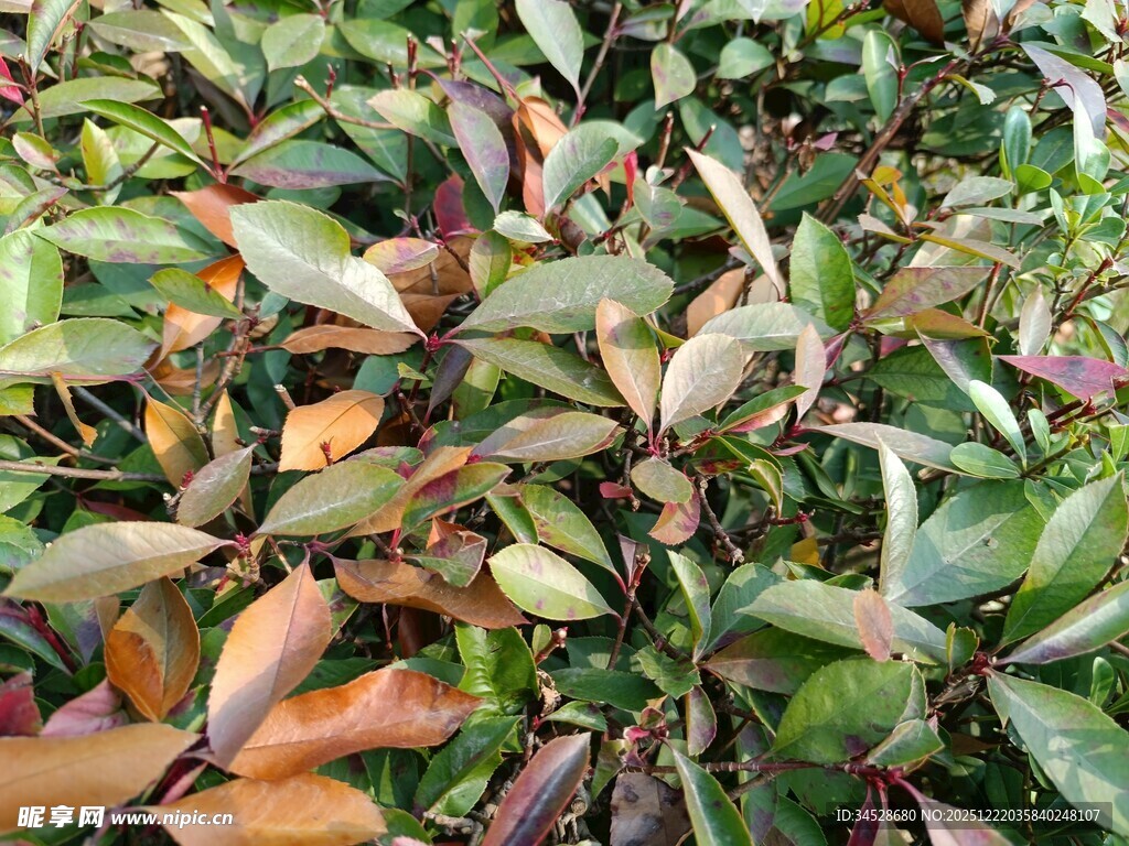 多彩叶片植物景观